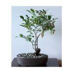 Tohhum 10+ Blueberry Bonsai Ağacı Tohum