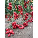 Tohhum 25 Saksılık Zeytin Cherry Domates Tohumu