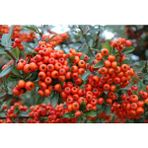 Tohhum 25+Tohum Redberry Tavşan Elması Tohumu