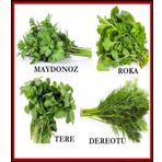 Tohhum 4 ÇEŞİT YEŞİLLİK TOHUM SETİ MAYDANOZ,ROKA,TERE,DEREOTU