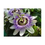Tohhum 5 Adet Passiflora Tohumu