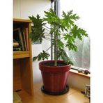 Tohhum 5 Cüce Papaya Tohumu