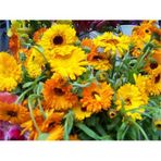 Tohhum Aynisafa Çiçeği Calendula Officinal Tohumu