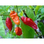 Tohhum Bhut Jolokia Biberi Tohumu