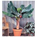 Tohhum Bodur Muz Tohumu Cavendish Dwarf Banana Tohumu