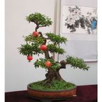 Tohhum Bonsai Nar Ağacı Tohumu