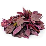 Tohhum Bordo Amaranth Tohumu – 100+ Adet | Besleyici, Dekoratif ve Kolay Yetişen Bitki