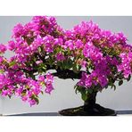 tohhum ERGUVAN BONSAİ AĞACI 5 (SAKSI TOPRAK SETİ)