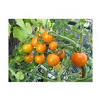 Tohhum Gold Nugget Cherry Domates Tohumu