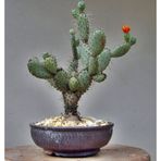 Tohhum Hint İnciri Tohumu Opuntia Bonsai Tohumu