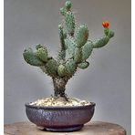 tohhum Hint inciri tohumu(Opuntia bonsai)(SAKSILI SET)