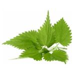 Tohhum Isırgan Otu Tohumu Urtica Dioica Tohumu