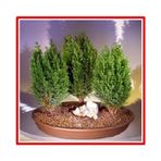 Tohhum Limon Servi Bonsai Tohumu