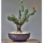 Tohhum Opuntia Hint İnciri Opuntia Bonsai Tohumu