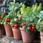 Tohhum Rus Cherry Domates (Saksı Toprak Ekim Seti)