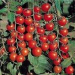 Tohhum Salkım Cherry Domates(Toprak Ve Saksı Seti)