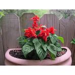 Tohhum Salvia Red Tohum