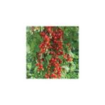 Tohhum Sarkan Cherry Domates Tohumu