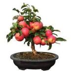Tohum Bodur Bonsai Elma Agaci Tohumu 5 Adet