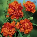 Tohum Bul Chabaud Orange Karanfil Çiçeği Tohumu(70 Adet) - 1 Adet