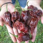 Tohum Bul Chocolate Bhut Jolokia Çok Acı Biber Tohumu (2 Tohum) - 1 Adet