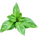 Tohum Bul Dogal Green Flesh Geniş Yapraklı Aromatik Fesleğen Tohumu (50 Tohum)