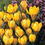 Tohum Bul Dorothy Yellow Çiğdem Soğanı (5 Adet)