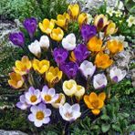 Tohum Bul Karışık Renkli Crocus Mixed Çiğdem Soğanı(5 Adet)