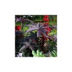 Tohum Bul Kırmızı Kene(Castor Bean) Çiçeği Tohumu(5 Tohum) - 1 Adet