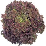 Tohum Bul Kırmızı Yapraklı Kıvırcık Marul (1 Gram)