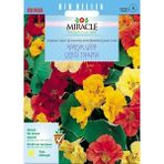 Tohum Bul Miracle Karışık Double Renkli Sarmaşık Latin Çiçeği Tohumu (10TOHUM) - 1 Adet