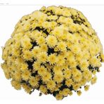 Tohum Bul Özel Branfountain Lemon Kasımpatı Krizantem Çiçeği Fidesi (1 Adet)