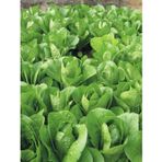 Tohum Bul Paris Island Marul Tohumu(1 Gram)