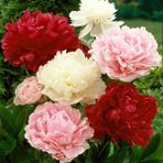 Tohum Bul Peonies Festiva Maxima Karışık Şakayık Çiçeği Yumrusu (3 Adet)