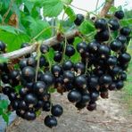 Tohum Bul Tüplü Black Rosenthals Siyah Frenk Üzümü Fidanı