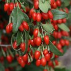 Tohum Bul Tüplü Goji Berry Kırmızı Kurt Üzümü Fidanı (10 Adet)