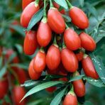 Tohum Bul Tüplü Meyve Verme Durumunda Kırmızı Goji Berry Fidanı