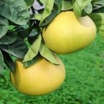 Tohum Bul Tüplü Özel Üretim Şadok Pomelo Ağacı Fidanı