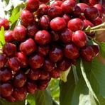 Tohum Bul Tüplü Yarı Bodur Lapins Kiraz Fidanı