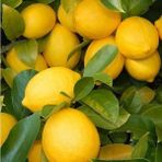 Tohum Bul Tüplü Yediveren Iri Meyveli Euroka Limon Fidanı