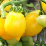 Tohum Bul Wonderlight Limon Domates Tohumu Domates Tohumu (15 Tohum) - 1 Adet