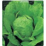 Tohum Bul Yedikule 5701 Marul Tohumu (1 Gram)