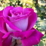 Tohum Bul Yediveren Açık Pembe Lady Pink Kokulu Gül Tohumu (5 Tohum) - 1 Adet