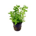 Tohum Diyarı Bacopa Monnieri 1 Kök Bitki - Canlı Bitki