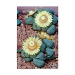 Tohum Diyarı Etli Sarı Çiçekli Lithops Kaktüs Tohumu 10+ Tohum