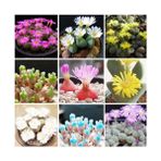 Tohum Diyarı Karışık Lithops Mini Mini Kaktüs Tohumu 10+ Tohum