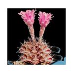 Tohum Diyarı Lithops Pseudotruncatella Pembe Kaktüs Tohumu 10+ Tohum