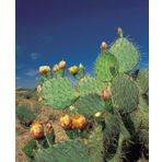 Tohum Dünyam 10 Adet Cold Hardy Opuntia Engelmannii Kaktüs Tohumu