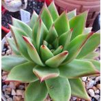 Tohum Dünyam 10 Adet Echeveria Agavoides Succulent Tohumu