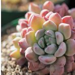 Tohum Dünyam 10 Adet Echeveria Amoena Perote Succulent Tohumu